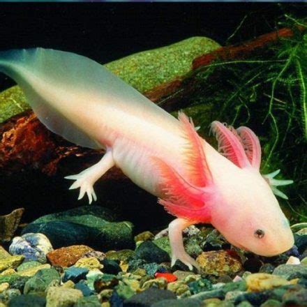 5 Strange and Intriguing Fish to Add to Your Aquarium | Featured Creature