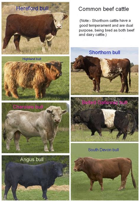 137 best Cattle Breeds images on Pinterest