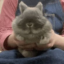 Cute Bunny GIF - Cute Bunny - Discover & Share GIFs