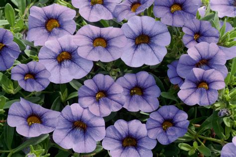 Million Bells® – Calibrachoa – Mini Famous Neo Blue Light – HI-WAY GARDEN CENTER