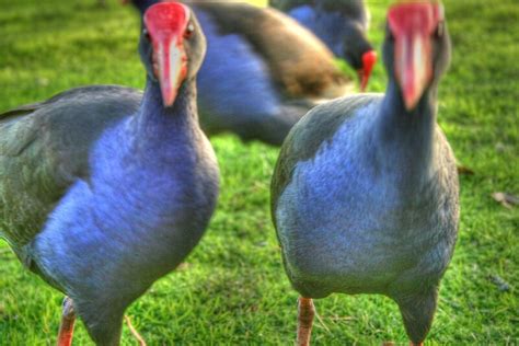 "Pukeko native bird of New Zealand" by francesca47 | Redbubble