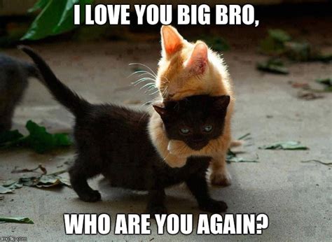 kitten hug Memes - Imgflip