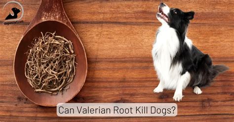 Can Valerian Root Kill Dogs? Learn About Safe Use