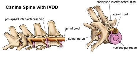 Blog - Answering questions & providing information about canine rehab and physio for your pet!