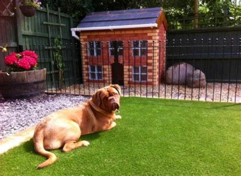 Artificial Grass for Dogs – Everything You Need to Know
