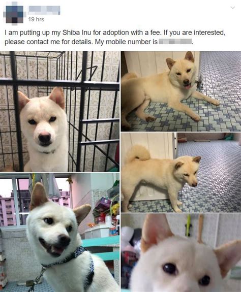 S'porean Puts Up Shiba Inu For "Adoption With A Fee", But Fee Is Allegedly $5,000