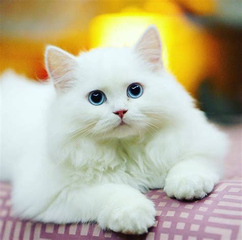 Kumpulan Gambar Kucing Lucu dan Imut - Mas Helmi Blog