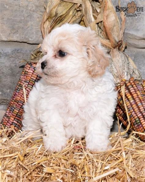 Sophie! - Teddy Bear Puppy for Sale in Millersburg, OH | Buckeye Puppies | Teddy bear puppies ...