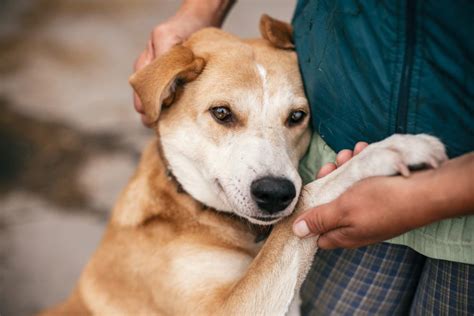 Yo Me Cuido | ¿Por qué es importante para los niños adoptar una mascota ...