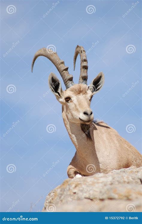 Ibex stock photo. Image of east, nature, israel, ibexs - 15372792