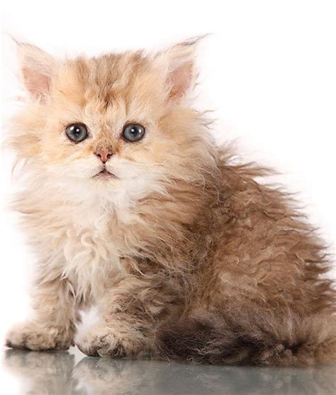 Selkirk Rex | Kittens and puppies, Selkirk rex, Cute cats