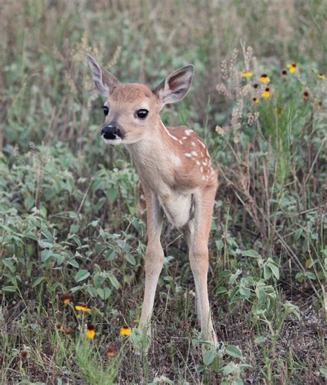 A Photographic Promenade: A Fearless Fawn