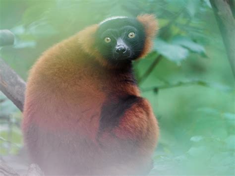 Red ruffed lemur 10509474 Stock Photo at Vecteezy