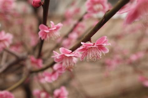 Wallpaper : Japan, food, branch, fruit, cherry blossom, pink, spring, Tokyo, fujifilm, flower ...