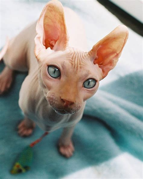 Meet Sphynx Cats – The Most Adorable Hairless Felines | Cute hairless ...