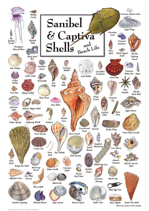 Shells of Sanibel & Captiva Puzzle | Jigsaw Puzzles