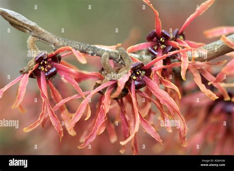 Red witch hazel flowers Stock Photo - Alamy