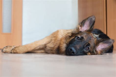 11 German Shepherd Hip Dysplasia Symptoms To Look Out For