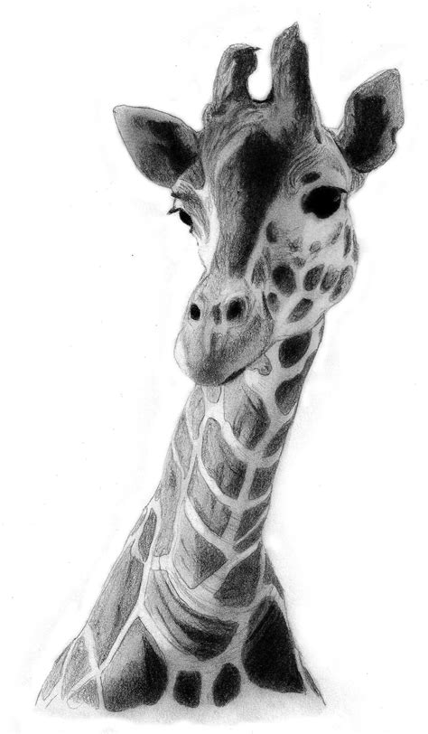 Giraffe Drawing | Giraffe Drawing by ~QZJavs on deviantART | Summer Refs 2013 | Pinterest ...