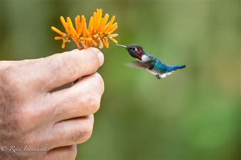 Bee Hummingbird, World's Smallest Bird : r/aww