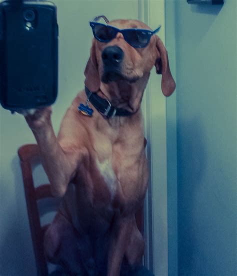 7 Dogs Better at Taking Selfies Than You