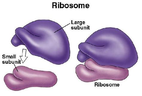 Ribosomes Function | Introduction, Location & Structure