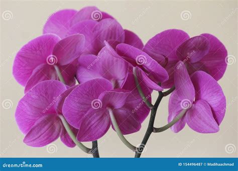 Magenta Orchids from the Back Side Stock Image - Image of photographed, environments: 154496487