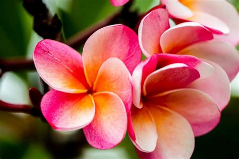 Frangipani Varieties - FrangiPlants - Frangipani wholesale specialists