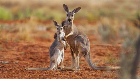 Fourteen kangaroos mowed down by 'hoons' in Australia's New South Wales | Newshub