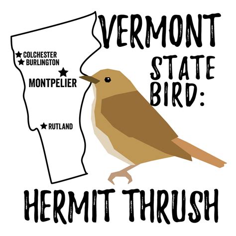 Vermont State Bird - Bird Watching Academy