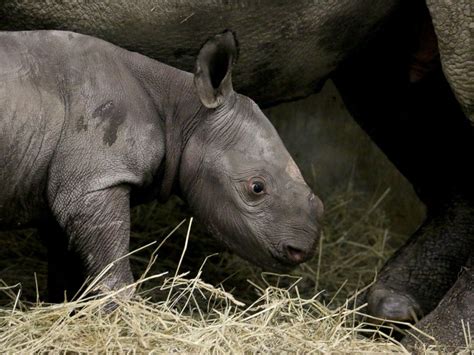 Rare Black Baby Rhino Born in Iowa Zoo - ABC News