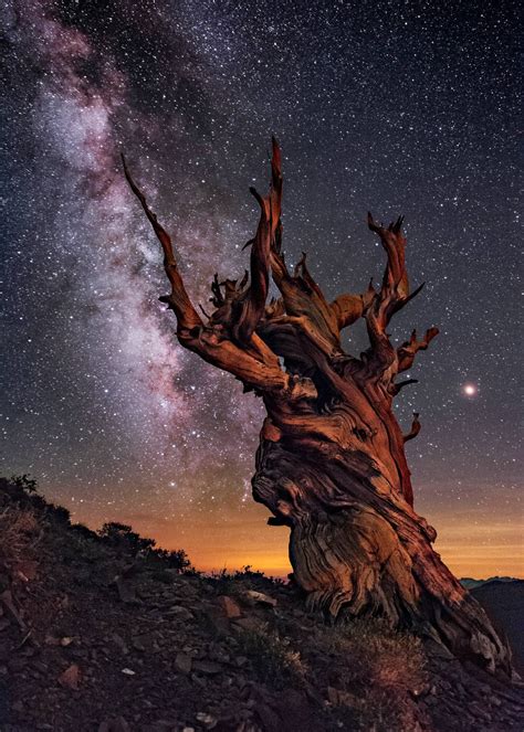 Ancient Bristlecone Pine Forest below a wealth of stars in California | Bristlecone pine ...