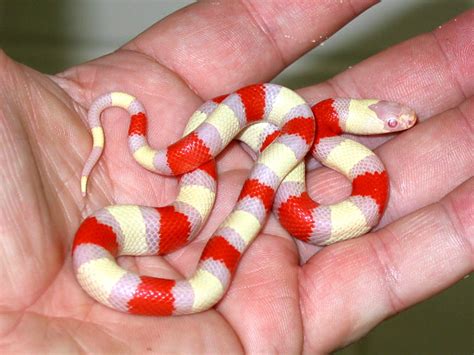 kingsnake.com photo gallery > Milk Snakes > Albino Pueblan Milksnake