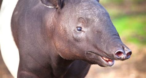 20 Remarkable Tapir Facts You Probably Didn't Know - UntamedAnimals