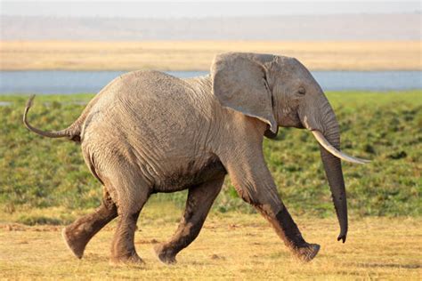 970+ Elephant Running Pictures Stock Photos, Pictures & Royalty-Free ...