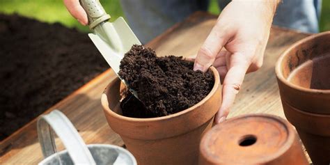 Don’t Make These DIY Potting Soil Mistakes - Dirt Connections