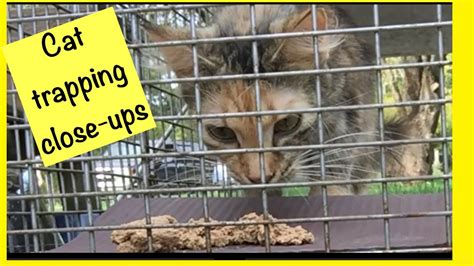 Trapping feral cats trap neuter return close up TNR - YouTube