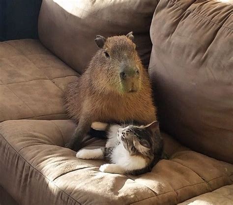 Scooter the Cat and Joejoe the Capybara Find Each Other and Become Best Friends! - Love Meow