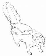 Free Printable Skunk Coloring Pages For Kids sketch template