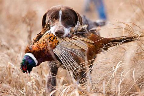 Best Pheasant Hunting Areas In Colorado For Your Next Wild Bird Hunt