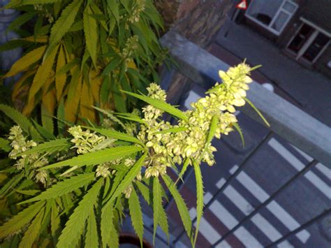 File:Flowering male marijuana plant.jpg