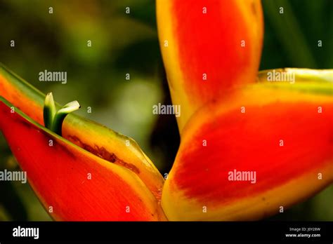 Heliconia flower from Amazon rainforest Stock Photo - Alamy