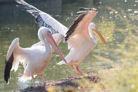 Pink Pelican in the Wild. Disappearing Species of Feathered Animals. Stock Image - Image of ...