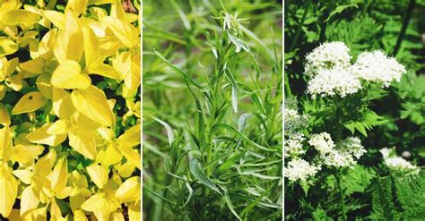 14 Versatile Herbs That Grow in the Shade