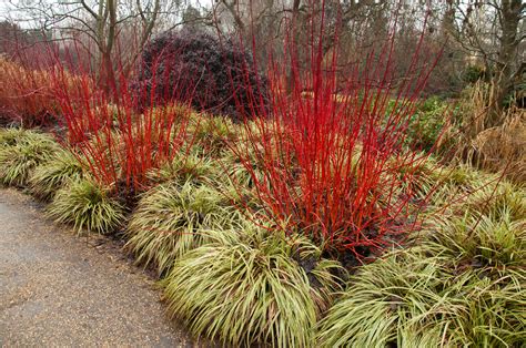 cornus alba winter fire and carex - Google Search | Red twig dogwood ...