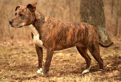 Are Brindle Dogs More Aggressive - Pupherd