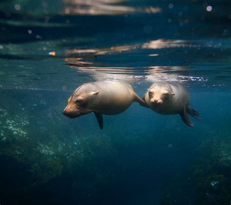 Galapagos Climate - January Weather in the Galapagos Islands