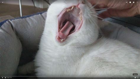 Cat yawning Blank Template - Imgflip