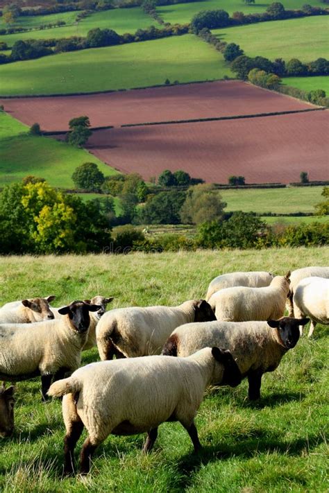 Sheep in Wales stock photo. Image of paddock, field, meadow - 11914402