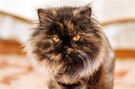 persian cat grooming tips Cat persian grooming tips - Best Product